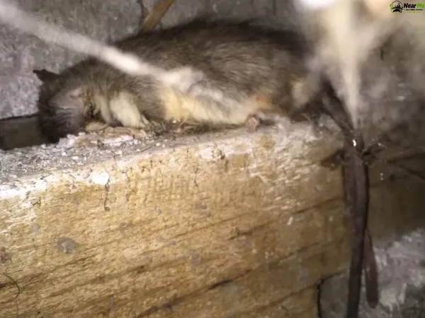 Dead Rat Removal Newport